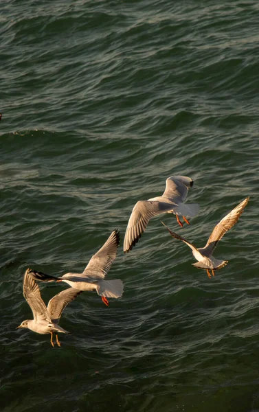 Gaivotas Voam Céu Sobre Águas Mar — Fotografia de Stock