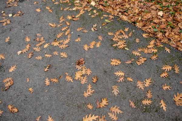가을을 배경으로 아름다운 잎사귀들 — 스톡 사진