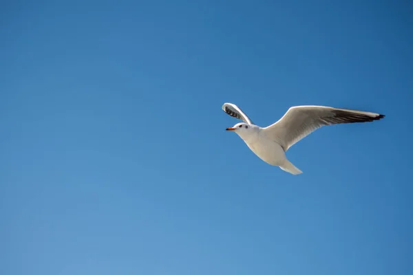 하늘을 배경으로 날으는 하나의 갈매기 — 스톡 사진