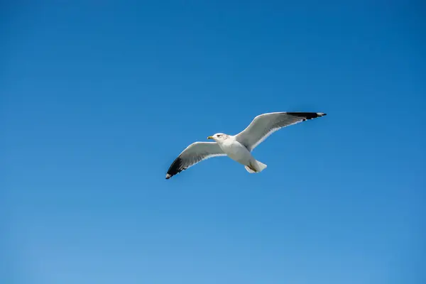 背景として空を飛ぶ一羽のカモメ — ストック写真