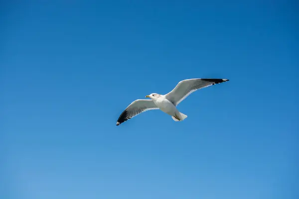 Gaivota Única Voando Céu Como Fundo — Fotografia de Stock