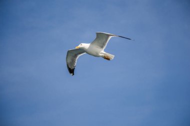 Arka plan olarak mavi gökyüzünde uçan tek bir martı.