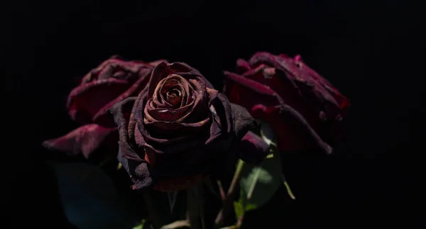 Piękne Róże Czarnym Tłem — Zdjęcie stockowe