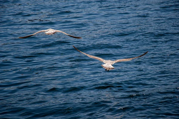 Чайки Летают Небе Над Морской Водой — стоковое фото