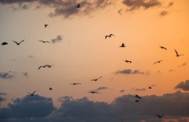 Güzel güvercin kuşları, şehir güvercinleri şehir ortamında yaşıyor.