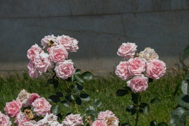 Bahar bahçesinde çiçek açan güzel güller