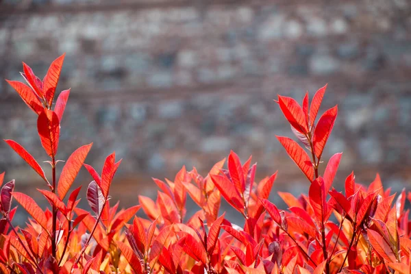 Trockenes Baumblatt Als Herbst Hintergrund — Stockfoto
