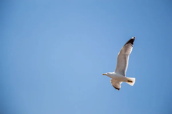 背景として青い空を飛ぶ一羽のカモメ — ストック写真