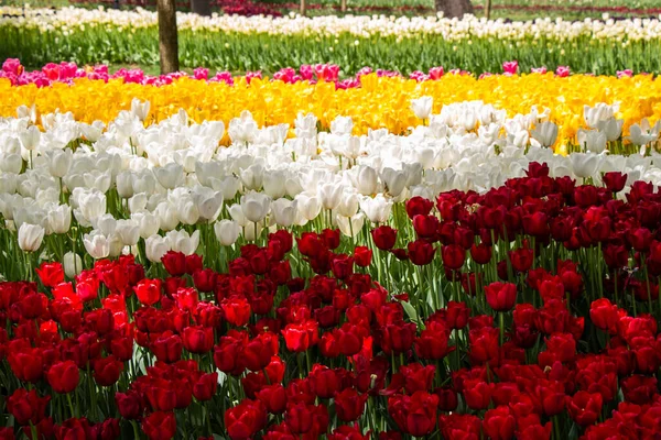 Blühende Tulpen Blühen Als Floraler Pflanzenhintergrund — Stockfoto