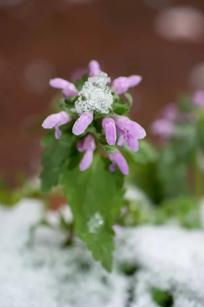 Blühende Schöne Bunte Frische Natürliche Blumen Blick — Stockfoto