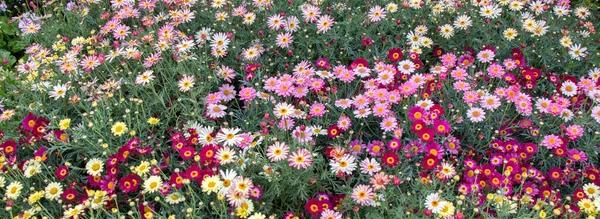 Blühende Frühlingsblumen Als Farbenfroher Hintergrund — Stockfoto