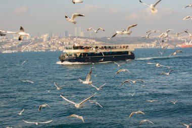 İstanbul 'da bir teknenin etrafında uçan martı