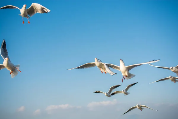 Les Mouettes Volent Dans Ciel Bleu — Photo