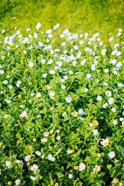 Kwitnące Piękne Kolorowe Naturalne Kwiaty Perspektywie — Zdjęcie stockowe