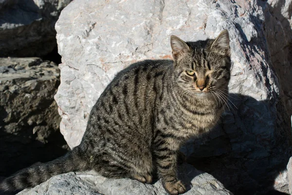 Retrato Gato Encantador Como Animal Doméstico Vista — Foto de Stock