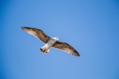 Arka plan olarak mavi gökyüzünde uçan tek bir martı.