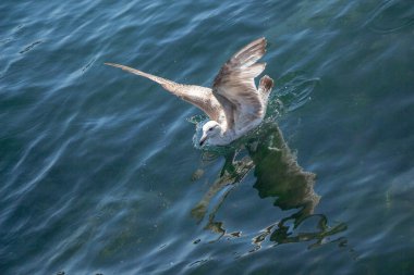 Tek martı denizin sularında.