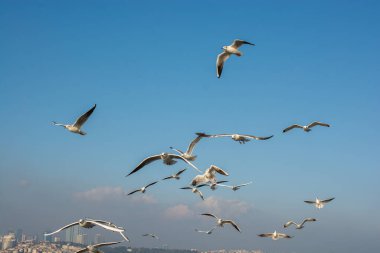 Martı gökyüzünde uçuyor. Özgürlük kavramı olarak uçan martı.