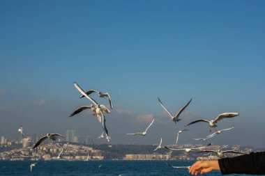 İstanbul 'da deniz üzerinde uçan martılar