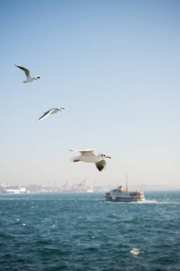 Martılar deniz sularının üzerinde ve üzerinde