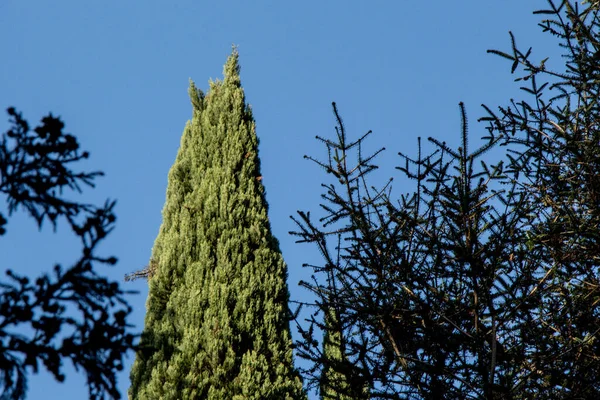 Górna Część Liści Drzewa Gałęziami Widokiem Niebo — Zdjęcie stockowe
