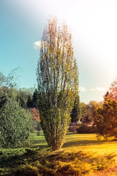 Jonge Groene Boom Groeit Natuur — Stockfoto