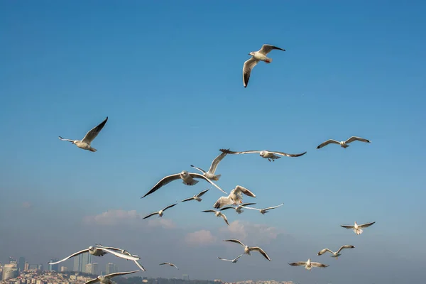 Seagull Flying Sky Seagull Flying Sky Freedom Concept — Stock Photo, Image