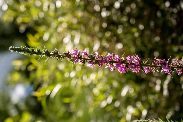아츠빈 고지대의 아름다운 야생화가 — 스톡 사진