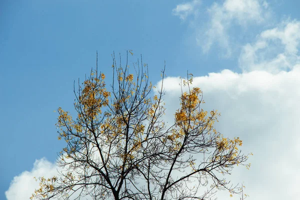 Parte Superior Folhas Árvore Com Galhos Com Vista Para Céu — Fotografia de Stock