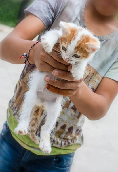 Evcil Bir Hayvan Gibi Görünen Sevimli Bir Kedi Yavrusunun Yakın — Stok fotoğraf