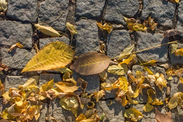 Textura Fondo Temporada Otoño Con Hojas — Foto de Stock