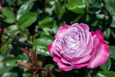 Bahçe arka planında güzel renkli gül çiçeği
