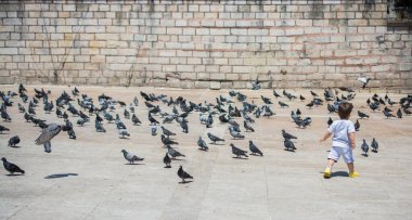 Sevimli güvercin kuşlarının arasında küçük bir çocuk Kentsel bir çevrede besleniyor