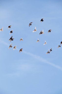 Mavi gökyüzünde uçan kuş sürüsü