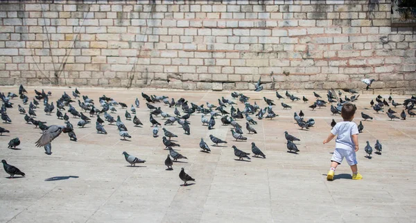 Sevimli güvercin kuşlarının arasında küçük bir çocuk Kentsel bir çevrede besleniyor