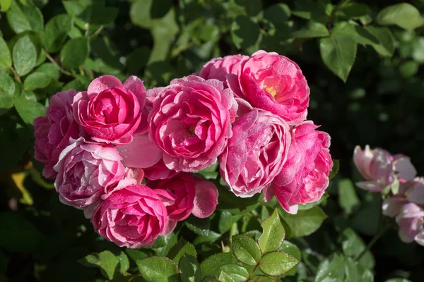 Flores Hermosas Rosas Colores Fondo Del Jardín —  Fotos de Stock