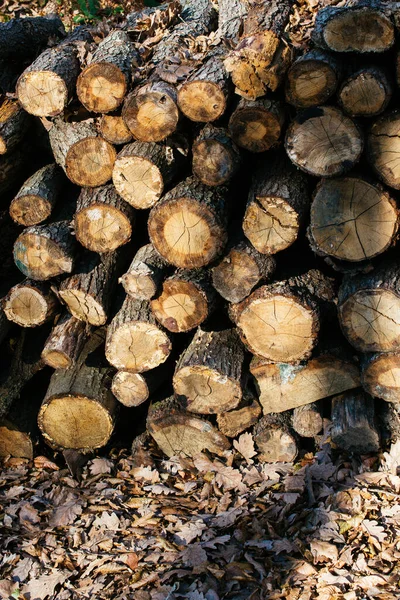 Holzstämme Wald Blick — Stockfoto