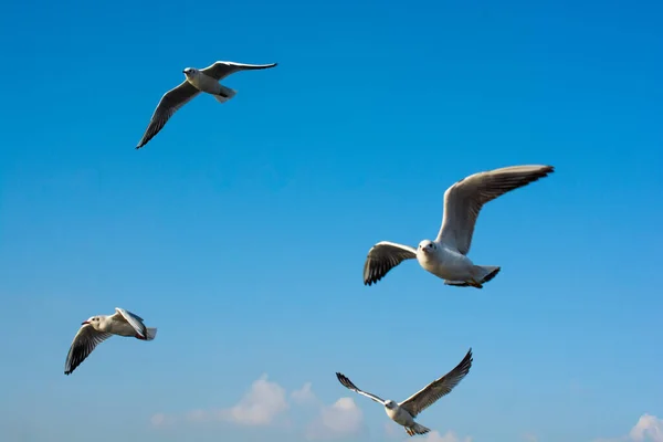 Stanbul Deniz Üzerinde Uçan Martılar — Stok fotoğraf