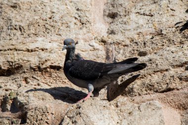 Güvercinler arka planda oturuyor.