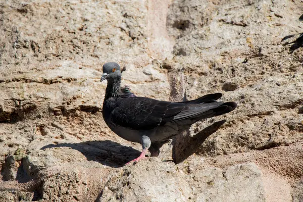 Güvercinler arka planda oturuyor.
