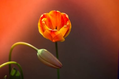 Renkli lale çiçeği renkli arka planda çiçek açar.