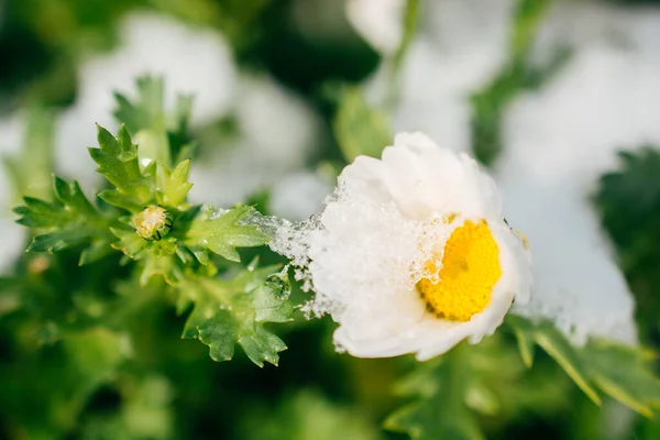 Primi Fiori Oof Primavera Sotto Neve Giardino — Foto Stock