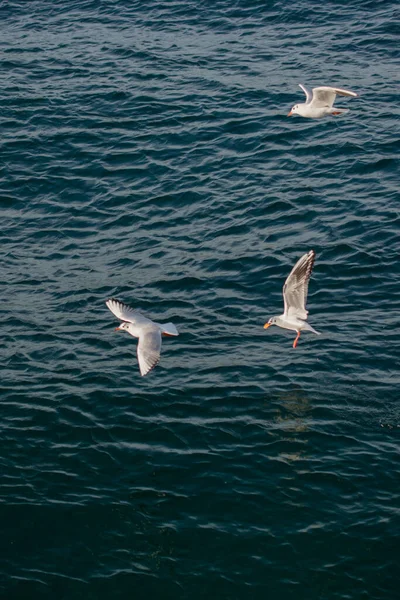 Las Gaviotas Están Sobre Sobre Agua Del Mar — Foto de Stock