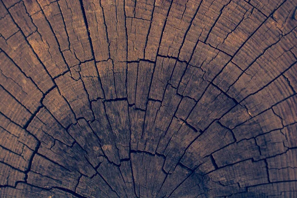 Velho Weathered Rachado Árvore Toco Textura Fundo Com Seção Transversal — Fotografia de Stock