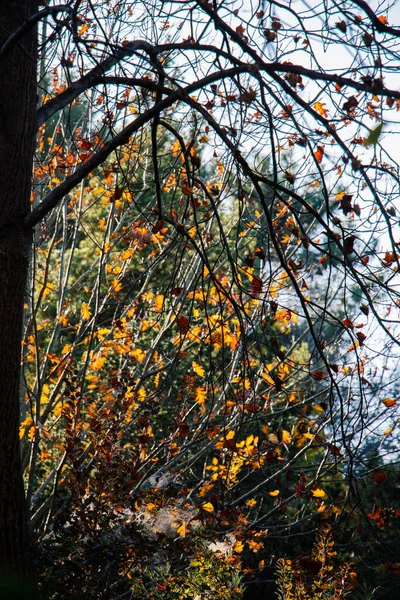 Podzimní Strom Opouští Pozadí Textury Textura Pozadí Listu — Stock fotografie