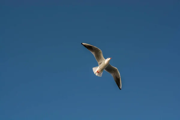 자유의 개념으로 날으는 갈매기 — 스톡 사진