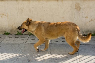 Evsiz sokak köpeği ometik hayvan konsepti olarak görülüyor.