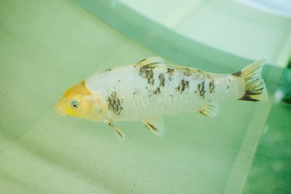 Beaux Poissons Colorés Nage Dans Environnement Aquarium — Photo