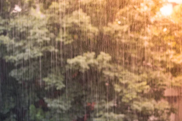 展示中の雨の中で大きな木の閉鎖 — ストック写真