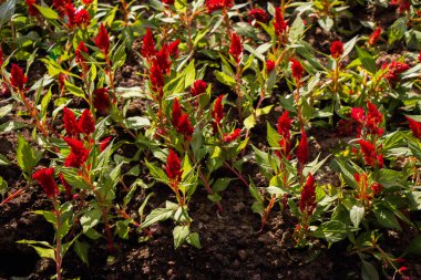 Doğal arkaplan için soyut bahar bitki dokusu. Yeşil Yaprak kavramı.